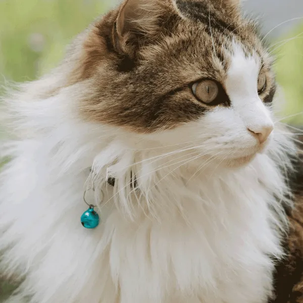 Multicolor_Premium_Bells_For_Cat_(Pack_Of_5)