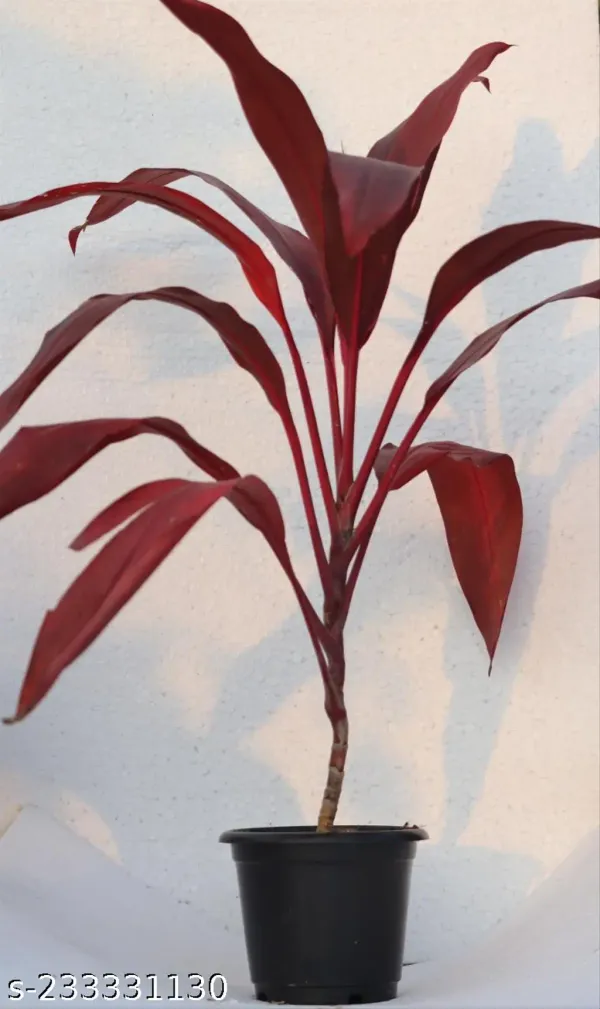 Wine_Live_Indoor_Foliage_Plant_For_Indoor_Home_And_Office_Decor