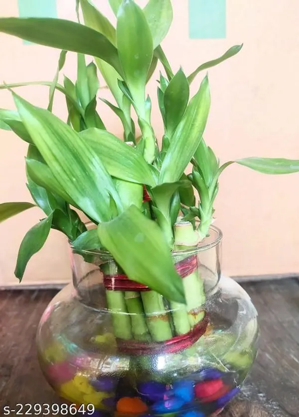 Green_Live_Lucky_Bamboo_Plant_For_Home_Office_And_Vastu_Decor_Pack_Of_2