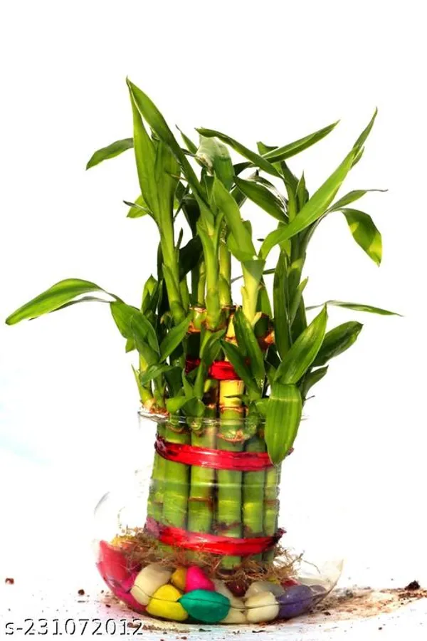 Green_Live_Lucky_Bamboo_Plant_For_Home_Office_And_Vastu_Decor