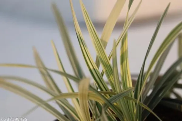 Green_Live_Indoor_Hanging_Plant_For_Indoor_Hanging_Decor