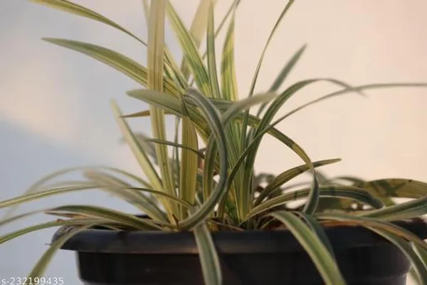 Green_Live_Indoor_Hanging_Plant_For_Indoor_Hanging_Decor