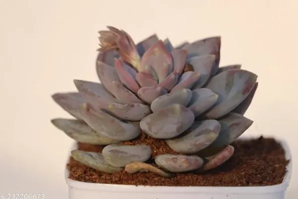 Light_Purple_Live_Succulent_Indoor_Plant_For_Tabletop_And_Shelf_Decor