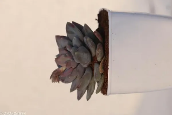 Light_Purple_Live_Succulent_Indoor_Plant_For_Tabletop_And_Shelf_Decor