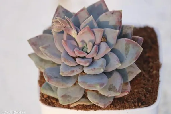 Light_Purple_Live_Succulent_Indoor_Plant_For_Tabletop_And_Shelf_Decor