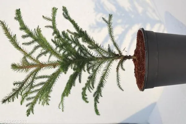Green_Live_Indoor_Air_Purifying_Plant_For_Indoor_Air_Purification