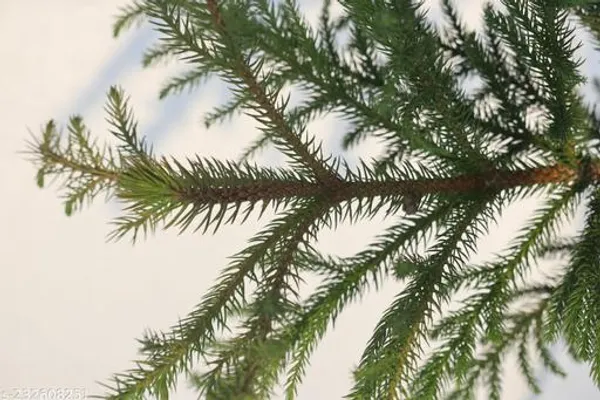 Green_Live_Indoor_Air_Purifying_Plant_For_Indoor_Air_Purification