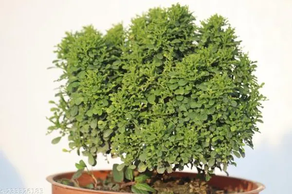 Green_Live_Indoor_Shrub_Plant_For_Tabletop_Home_Decor