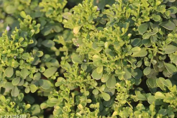 Green_Live_Indoor_Shrub_Plant_For_Tabletop_Home_Decor