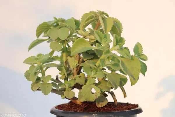 Green_Live_Herbal_Plant_For_Kitchen_Garden_And_Medicinal_Use
