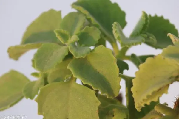 Green_Live_Herbal_Plant_For_Kitchen_Garden_And_Medicinal_Use
