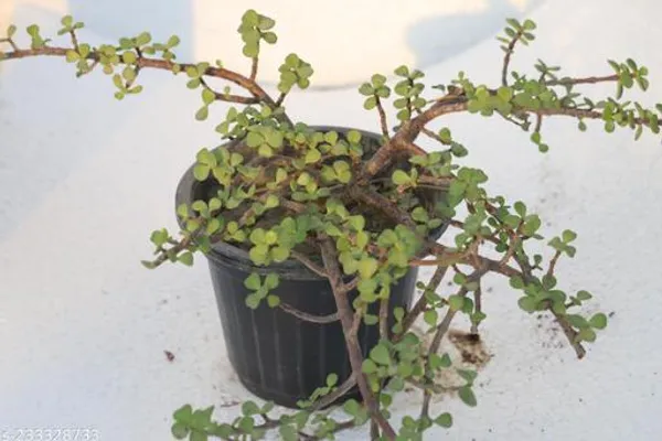 Green_Live_Succulent_And_Live_Rose_Plant_For_Home_And_Garden_Decor_Pack_Of_2