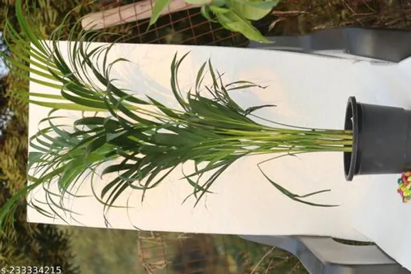 Green_Live_Palm_Indoor_Plant_For_Indoor_And_Office_Decor