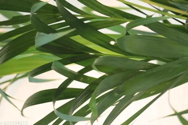 Green_Live_Palm_Indoor_Plant_For_Indoor_And_Office_Decor