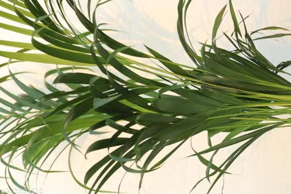 Green_Live_Palm_Indoor_Plant_For_Indoor_And_Office_Decor