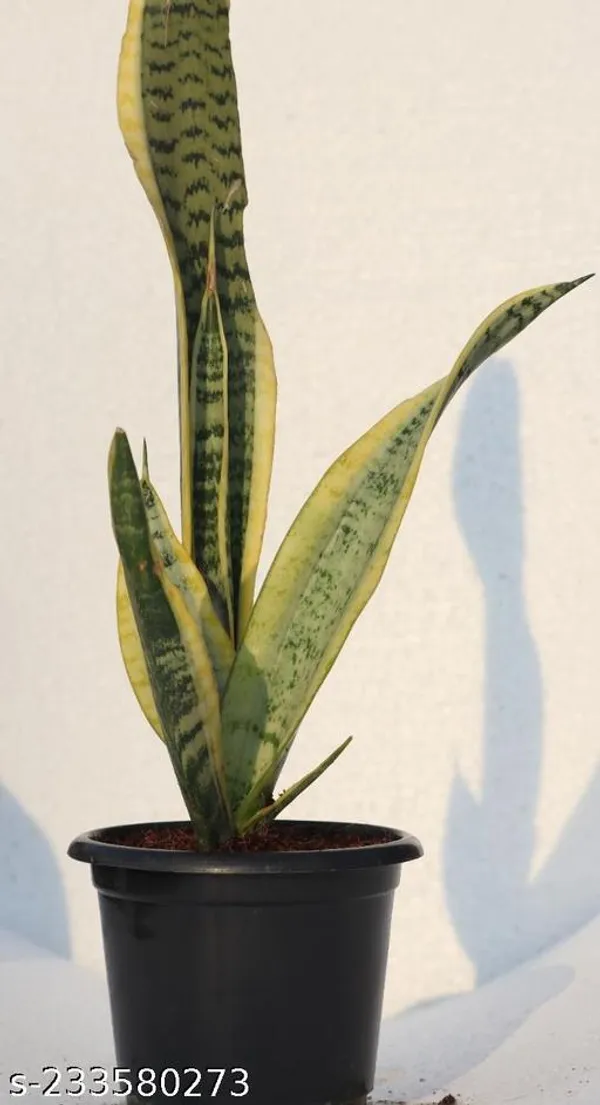 Green_Live_Indoor_Foliage_Plant_For_Indoor_Home_Decor