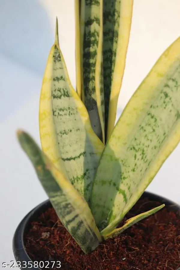 Green_Live_Indoor_Foliage_Plant_For_Indoor_Home_Decor