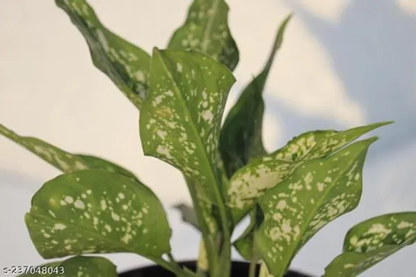 Green_Live_Indoor_Foliage_Plant_For_Indoor_Home_And_Office_Decor