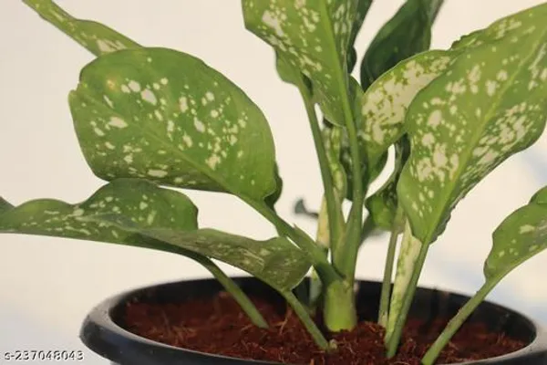 Green_Live_Indoor_Foliage_Plant_For_Indoor_Home_And_Office_Decor