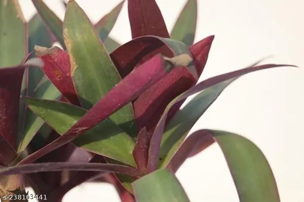 Green_Live_Indoor_Foliage_Plant_For_Indoor_Home_Decor