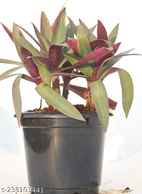 Green_Live_Indoor_Foliage_Plant_For_Indoor_Home_Decor