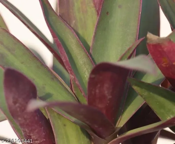 Green_Live_Indoor_Foliage_Plant_For_Indoor_Home_Decor