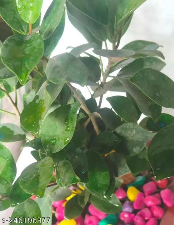 Green_Live_Bonsai_Plant_For_Indoor_Bonsai_Decor