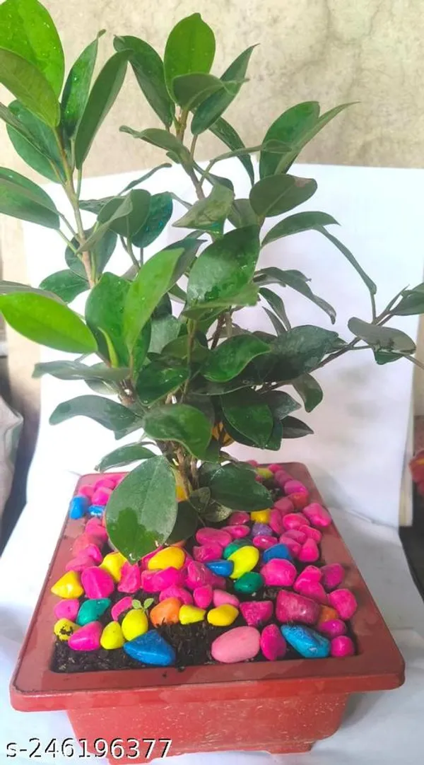 Green_Live_Bonsai_Plant_For_Indoor_Bonsai_Decor