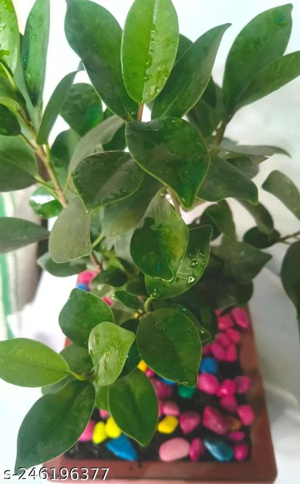 Green_Live_Bonsai_Plant_For_Indoor_Bonsai_Decor