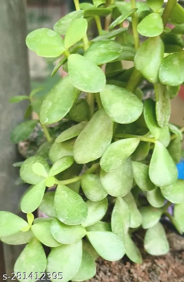 Green_Live_Indoor_Foliage_Plant_For_Living_Room_And_Office_Decor