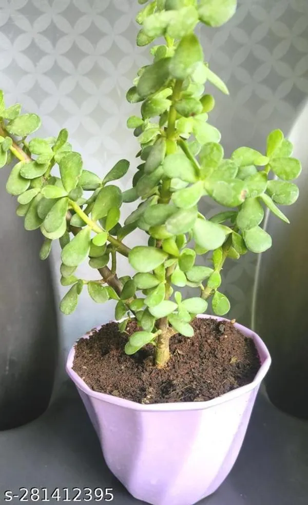 Green_Live_Indoor_Foliage_Plant_For_Living_Room_And_Office_Decor