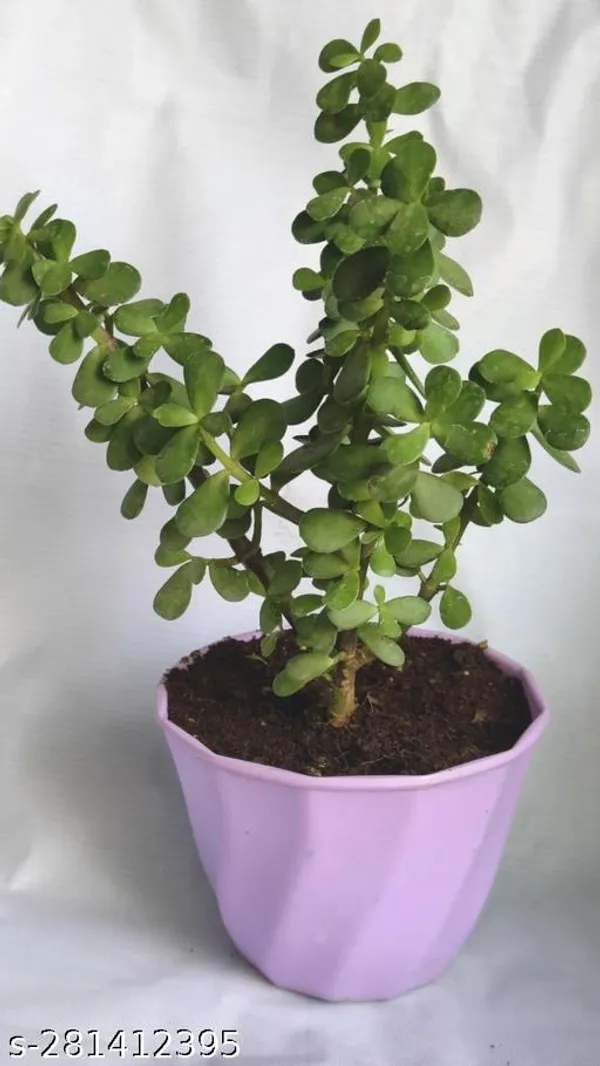 Green_Live_Indoor_Foliage_Plant_For_Living_Room_And_Office_Decor