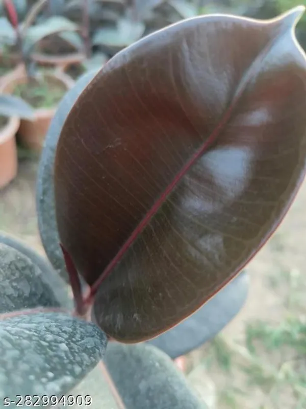 Green_Live_Herbal_Plant_For_Kitchen_Garden_And_Herbal_Use