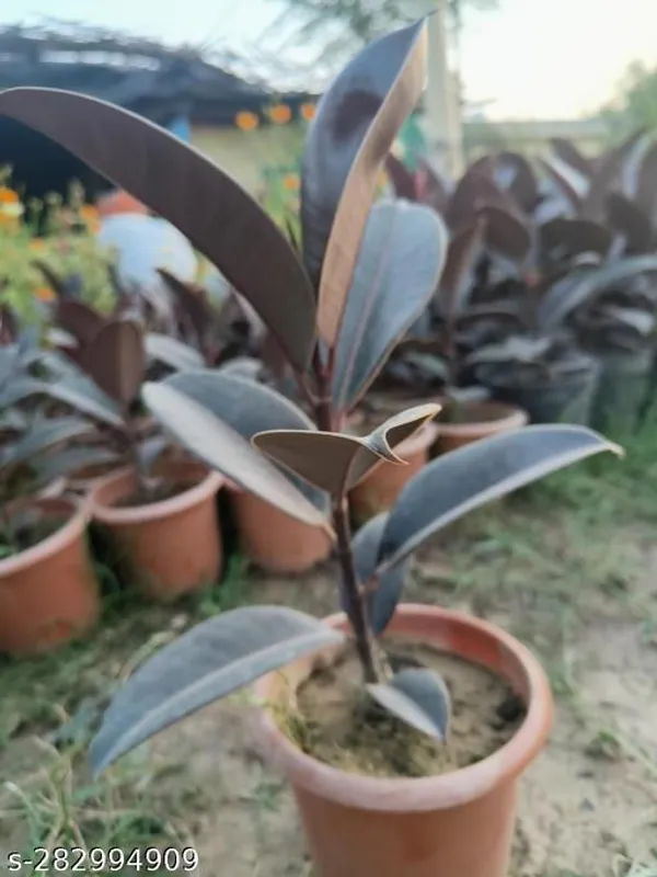 Green_Live_Herbal_Plant_For_Kitchen_Garden_And_Herbal_Use