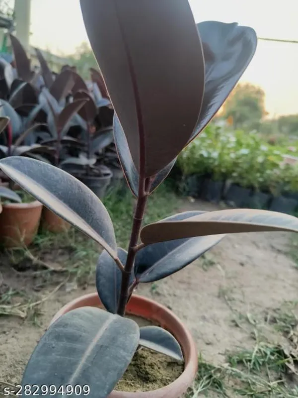 Green_Live_Herbal_Plant_For_Kitchen_Garden_And_Herbal_Use