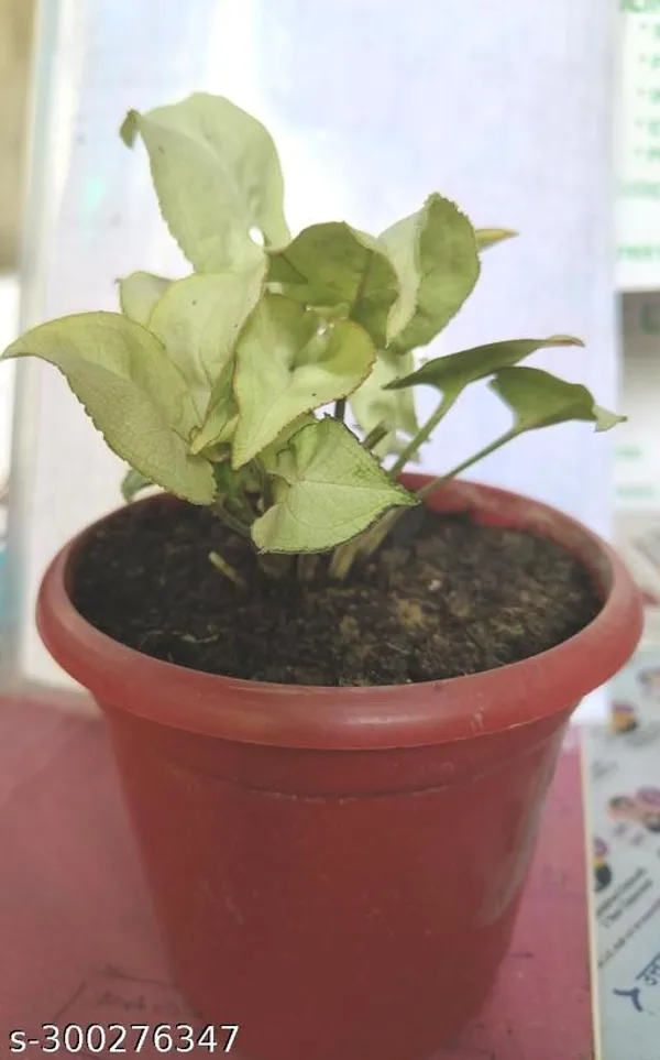 Green_Live_Mini_Indoor_Foliage_Plant_For_Tabletop_And_Gift_Decor