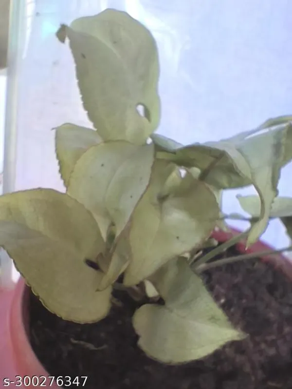 Green_Live_Mini_Indoor_Foliage_Plant_For_Tabletop_And_Gift_Decor