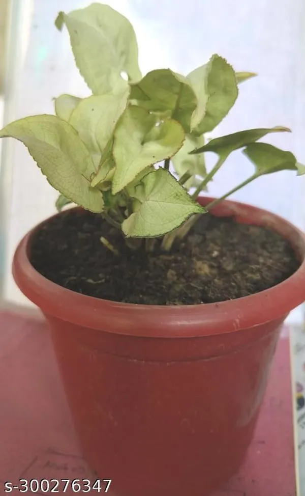 Green_Live_Mini_Indoor_Foliage_Plant_For_Tabletop_And_Gift_Decor