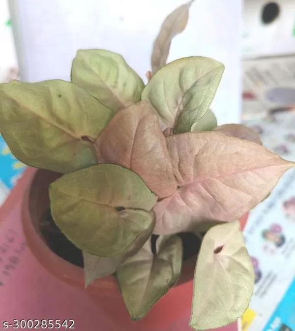 Green_Live_Indoor_Foliage_Plant_For_Indoor_Home_Decor