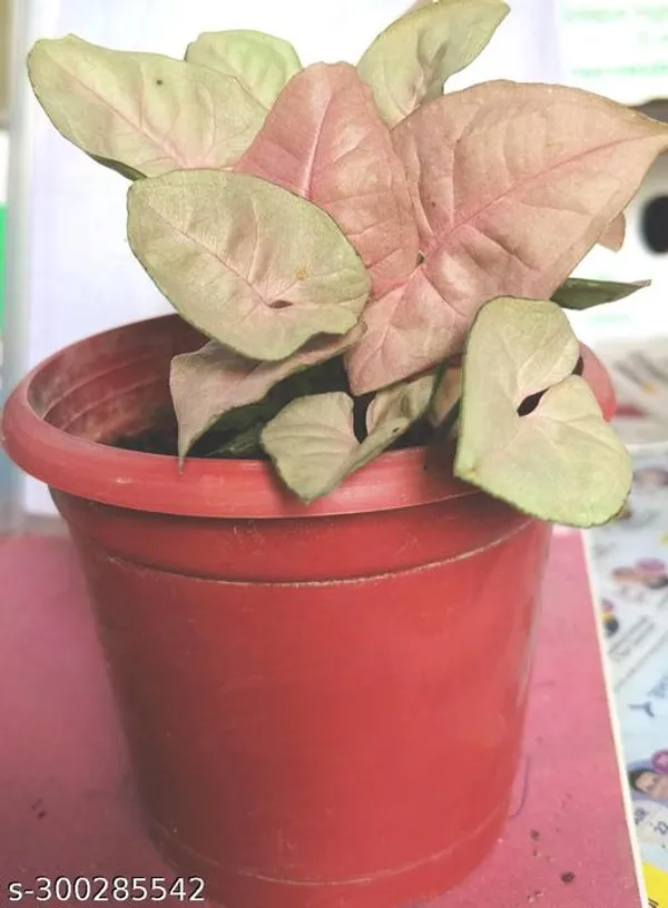 Green_Live_Indoor_Foliage_Plant_For_Indoor_Home_Decor