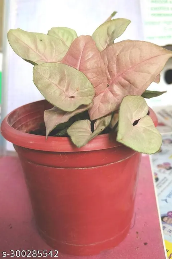 Green_Live_Indoor_Foliage_Plant_For_Indoor_Home_Decor