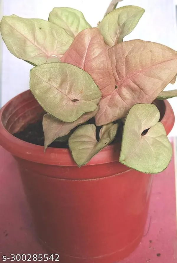 Green_Live_Indoor_Foliage_Plant_For_Indoor_Home_Decor