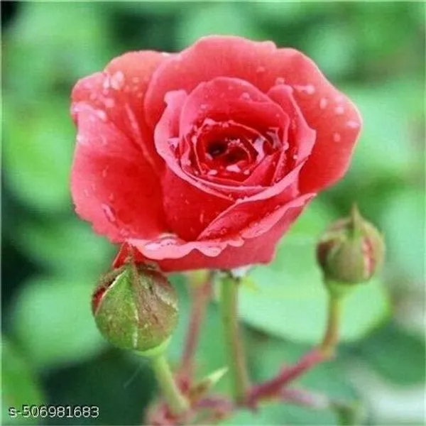 Red_Live_Rose_Plant_For_Home_And_Garden_Decor