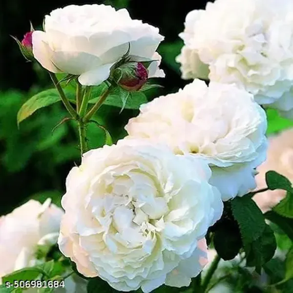 White_Live_Rose_Plant_For_Home_And_Garden_Decor