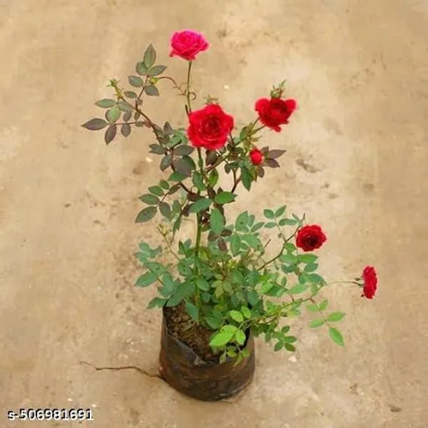 Green_Live_Succulent_And_Live_Rose_Plant_For_Home_And_Garden_Decor_Pack_Of_2