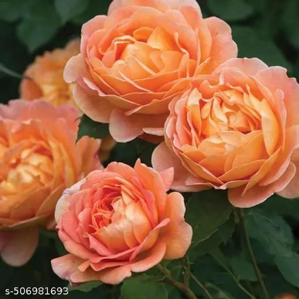 Orange_Live_Rose_Plant_For_Home_And_Garden_Decor