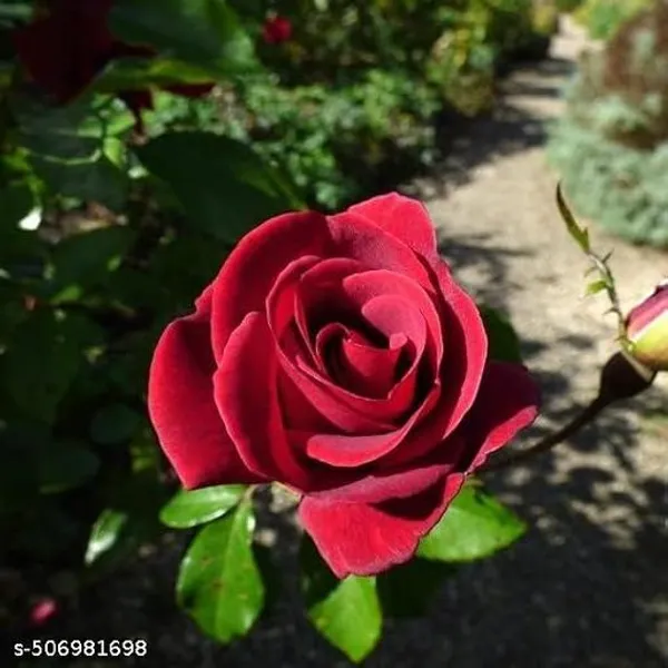 Red_Live_Rose_Plant_For_Home_And_Garden_Decor