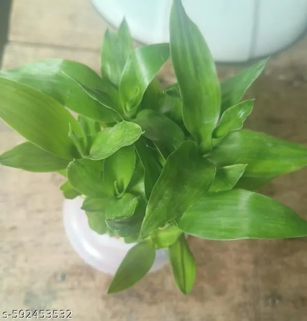 Green_Live_Lucky_Bamboo_Plant_For_Home_Office_And_Vastu_Decor_Pack_Of_2