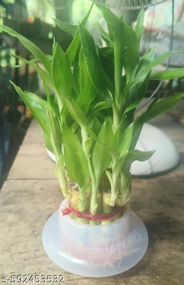 Green_Live_Lucky_Bamboo_Plant_For_Home_Office_And_Vastu_Decor_Pack_Of_2