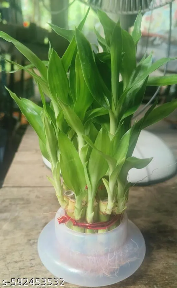 Green_Live_Lucky_Bamboo_Plant_For_Home_Office_And_Vastu_Decor_Pack_Of_2